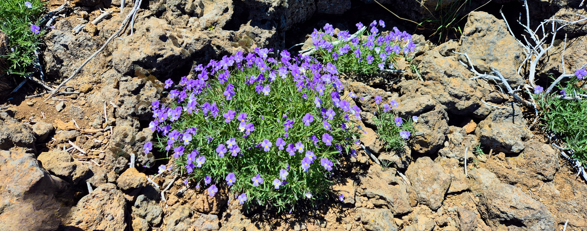 viola palmensis