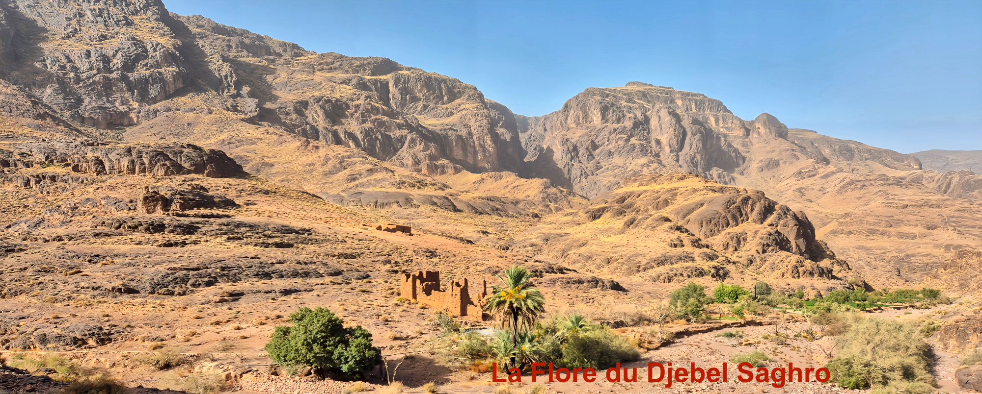Maroc flore du Saghro