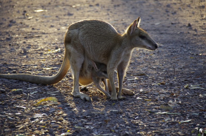 Australie Australie