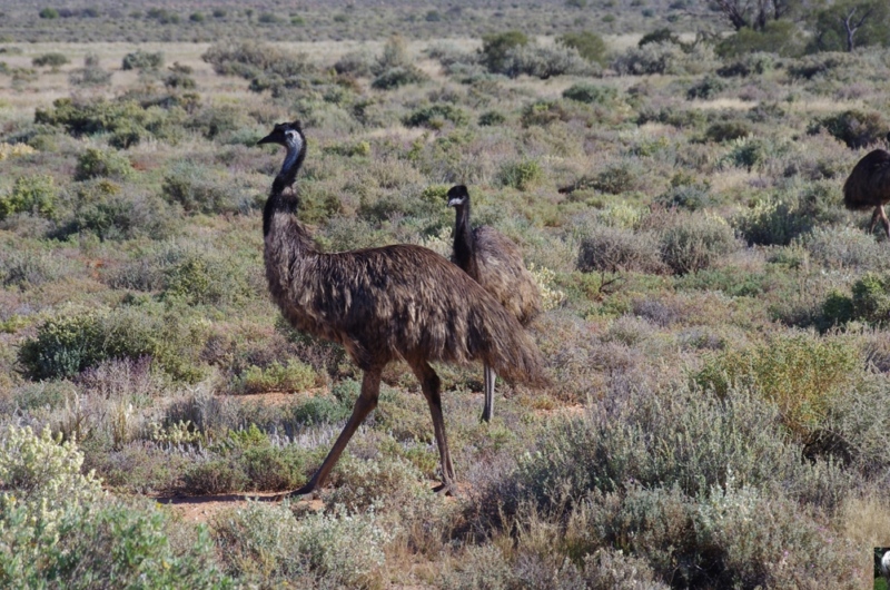 Australie Australie
