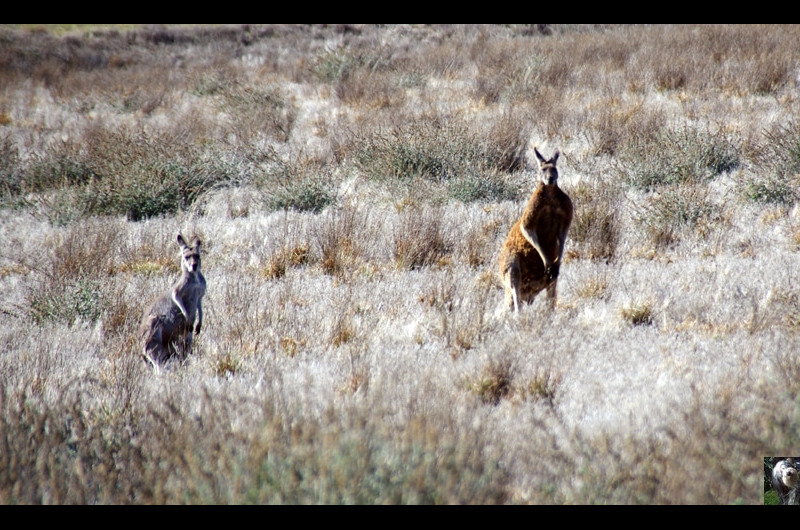 Australie Australie