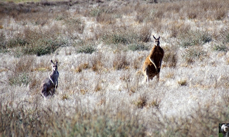 Australie Australie