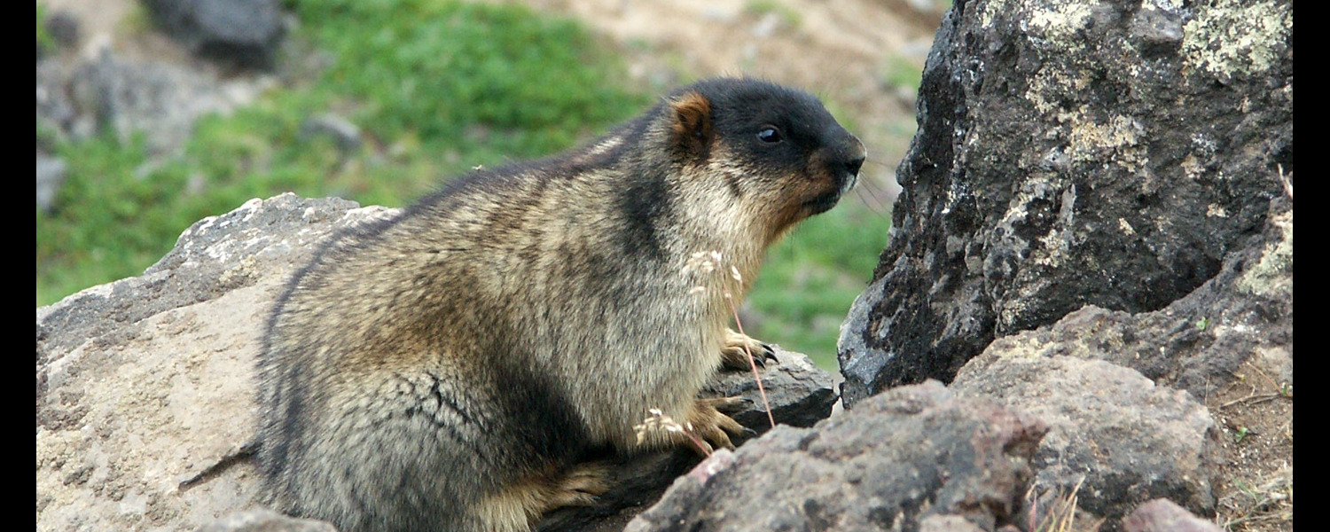 Marmottes. Marmottes.