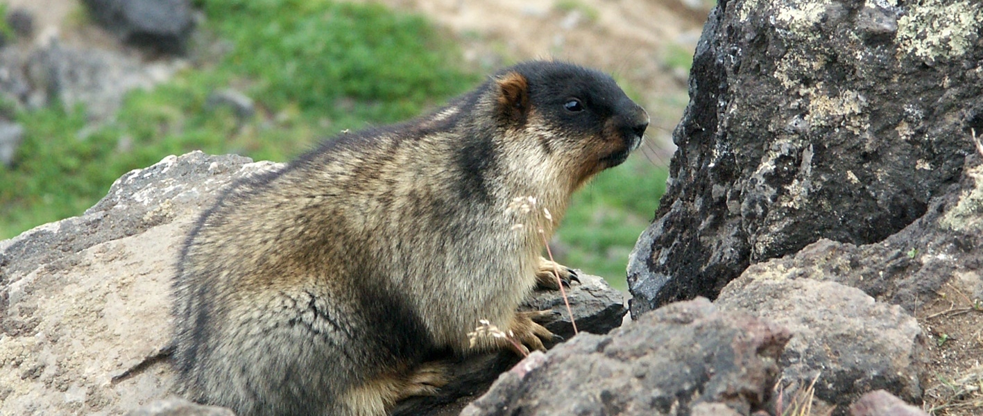 Marmottes. Marmottes.