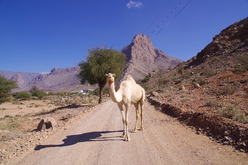 Un superbe dromadaire blanc dans le Djebel Misht. Un superbe dromadaire blanc dans le Djebel Misht.
