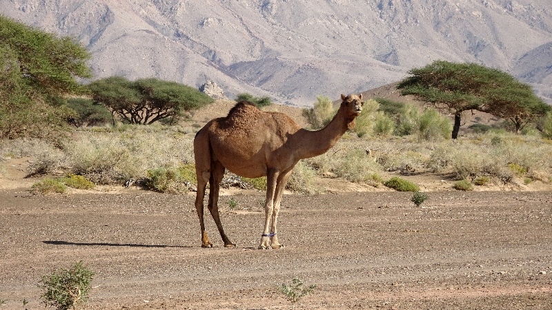 Un dromadaire entravé au niveau des pattes avant par son propriétaire. Un dromadaire entravé au niveau des pattes avant par son propriétaire.
