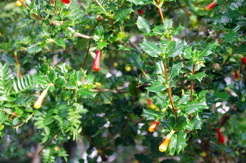Le « taique », Desfontainia spinosa, est un arbuste, que l’on trouve dans les sous-bois des zones humides de la cordillère chilienne. Le « taique », Desfontainia spinosa, est un arbuste, que l’on trouve dans les sous-bois des zones humides de la cordillère chilienne.