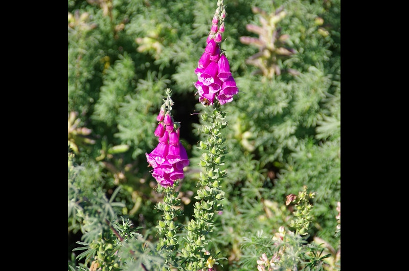 La digitale pourpre (Digitalis purpurea) Elle est aussi belle que vénéneuse, utilisée en cardiologie. La digitale pourpre (Digitalis purpurea) Elle est aussi belle que vénéneuse, utilisée en cardiologie.