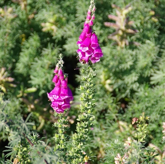 La digitale pourpre (Digitalis purpurea) Elle est aussi belle que vénéneuse, utilisée en cardiologie. La digitale pourpre (Digitalis purpurea) Elle est aussi belle que vénéneuse, utilisée en cardiologie.