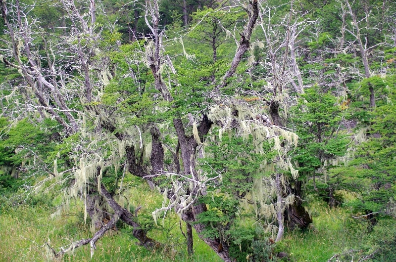 Lichen. Lichen.