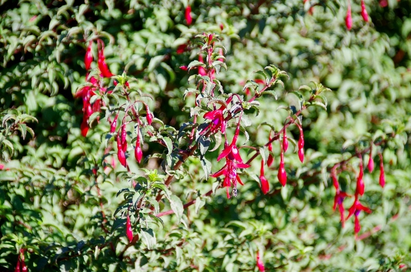 Le Fushsia de Magellan (Fuchsia magellanica) En Patagonie il pousse partout. Le Fushsia de Magellan (Fuchsia magellanica) En Patagonie il pousse partout.