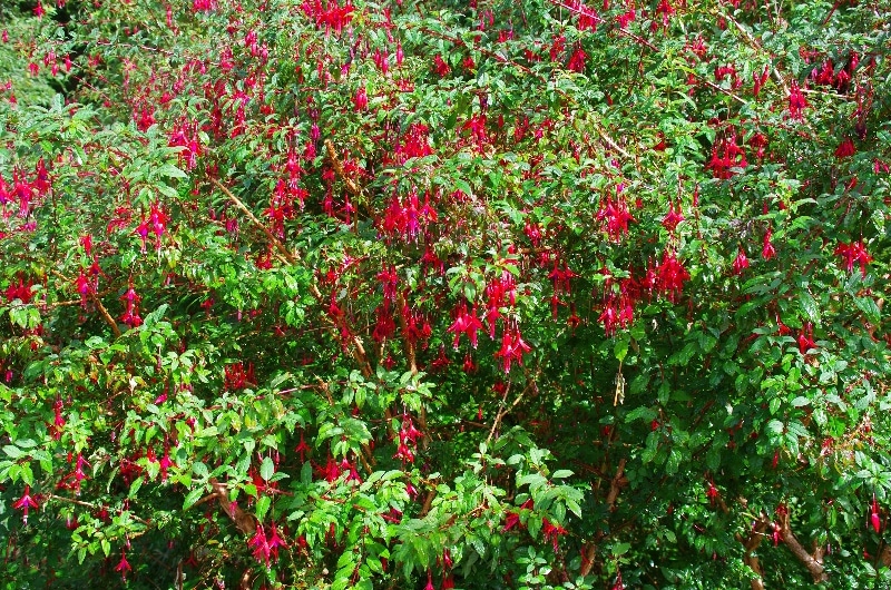 Le Fushsia de Magellan (Fuchsia magellanica) Au bord des routes et des pistes. Le Fushsia de Magellan (Fuchsia magellanica) Au bord des routes et des pistes.