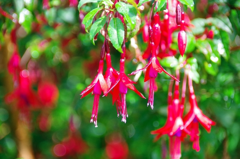 Le Fushsia de Magellan (Fuchsia magellanica) Très décoratif, il est planté dans les jardins et villages. Le Fushsia de Magellan (Fuchsia magellanica) Très décoratif, il est planté dans les jardins et villages.