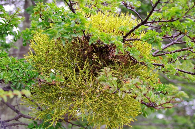 Gui poussant sur un Nothofagus antarctica. (Misodendrum punctulatum) Gui poussant sur un Nothofagus antarctica. (Misodendrum punctulatum)