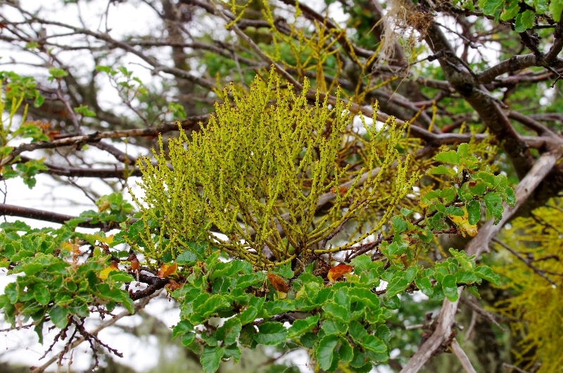 Gui poussant sur un Nothofagus antarctica. Gui poussant sur un Nothofagus antarctica.
