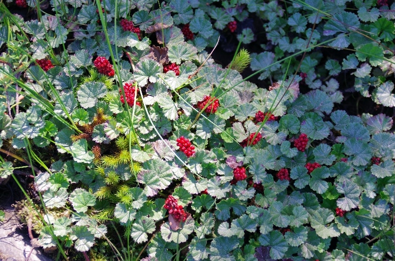 La « frutilla del diablo », Gunnera magellanica, se développe dans les sols humides, détrempés, les tourbières et le bord des ruisseaux. La « frutilla del diablo », Gunnera magellanica, se développe dans les sols humides, détrempés, les tourbières et le bord des ruisseaux.