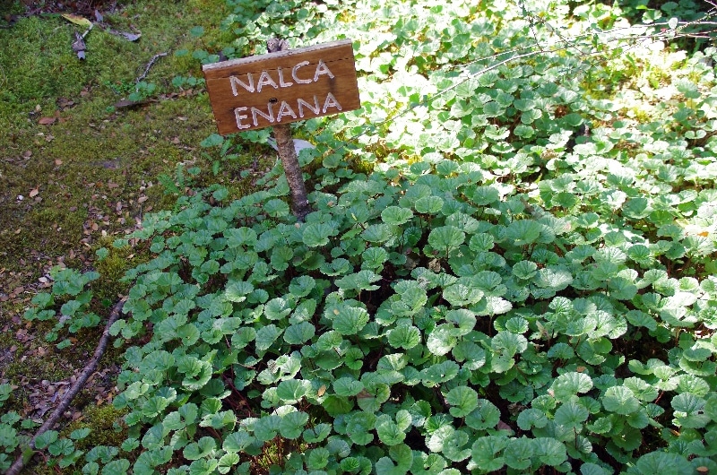 La « frutilla del diablo », Gunnera magellanica. La « frutilla del diablo », Gunnera magellanica.