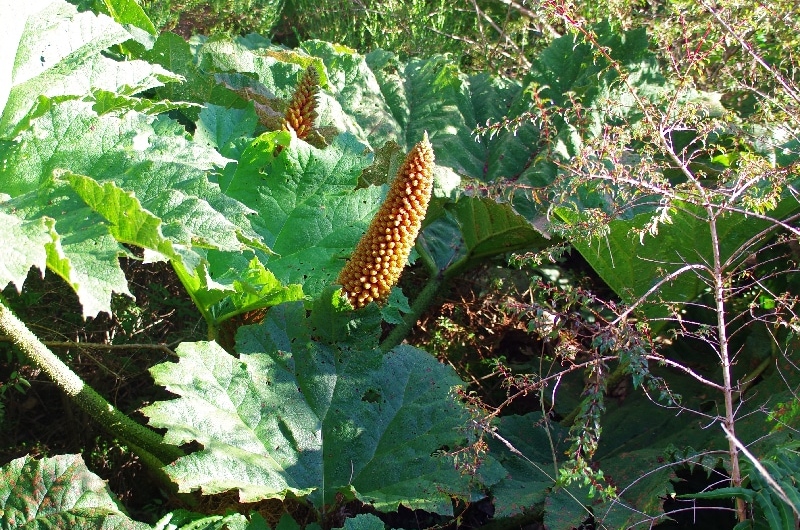 La Rhubarbe géante (Gunnera tinctoria). L'inflorescence. La Rhubarbe géante (Gunnera tinctoria). L'inflorescence.