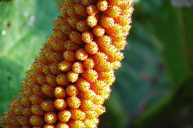 La Rhubarbe géante (Gunnera tinctoria). L'inflorescence. La Rhubarbe géante (Gunnera tinctoria). L'inflorescence.