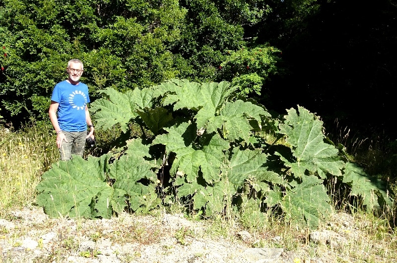 La Rhubarbe géante (Gunnera tinctoria). La Rhubarbe géante (Gunnera tinctoria).