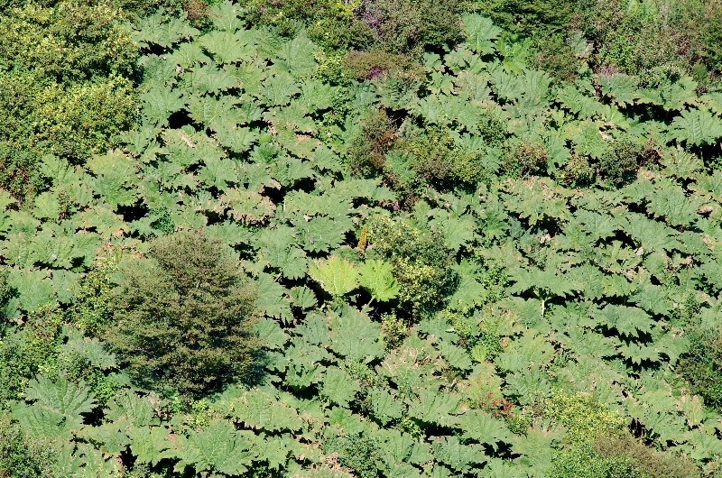 La Rhubarbe géante (Gunnera tinctoria). Parfois envahissante. La Rhubarbe géante (Gunnera tinctoria). Parfois envahissante.