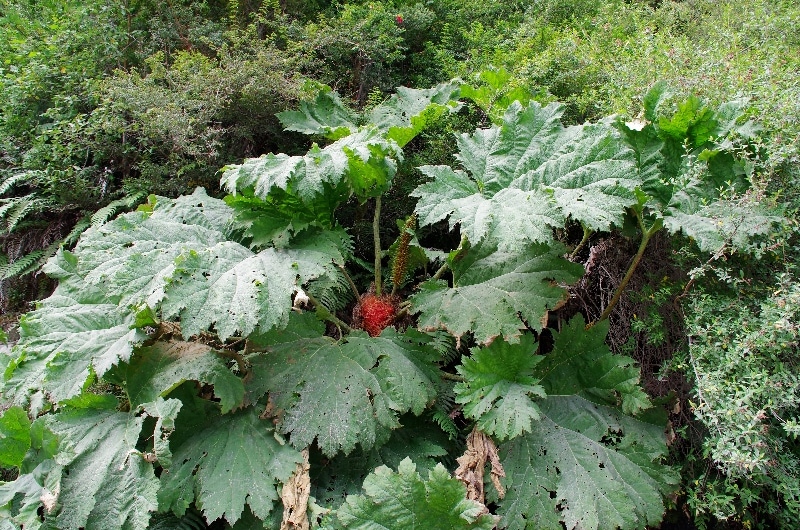 La Rhubarbe géante (Gunnera tinctoria). La Rhubarbe géante (Gunnera tinctoria).