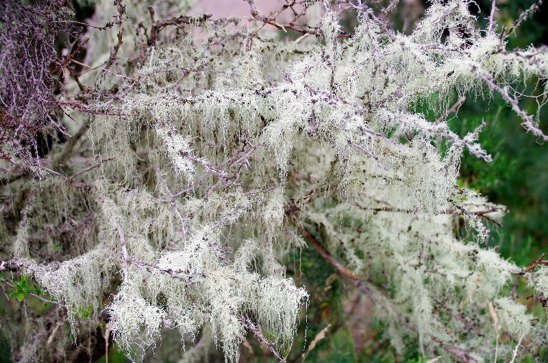 Lichen. Lichen.