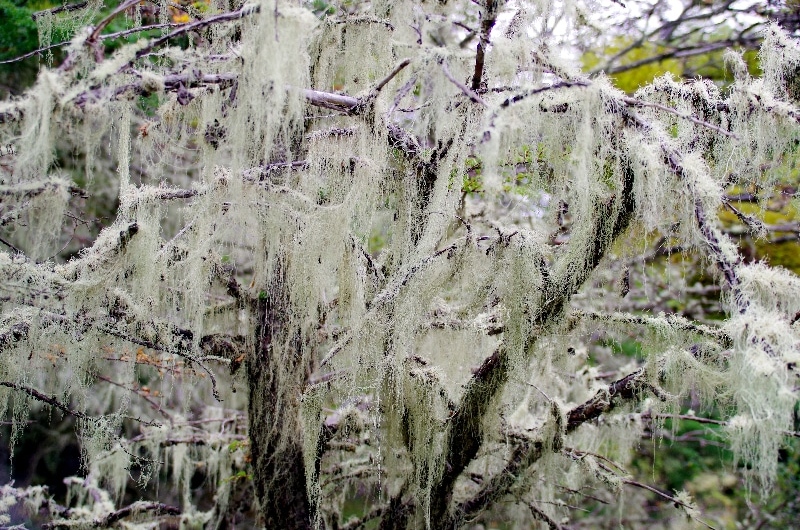 Lichen. Lichen.