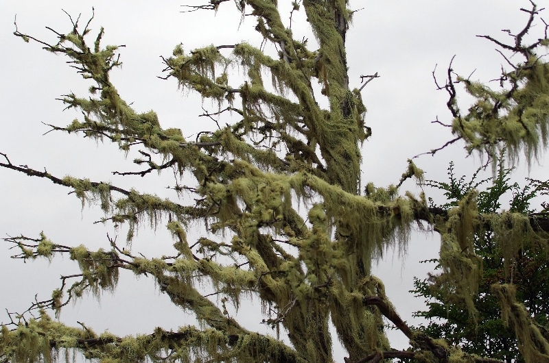Lichen envahissant un arbre mort. Lichen envahissant un arbre mort.