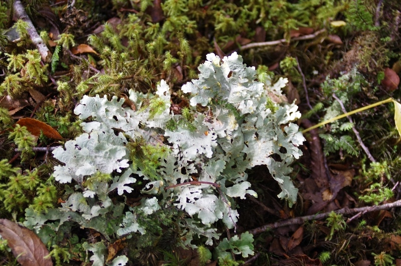 Lichen de Patagonie. Pousse au milieu de la mousse. Lichen de Patagonie. Pousse au milieu de la mousse.