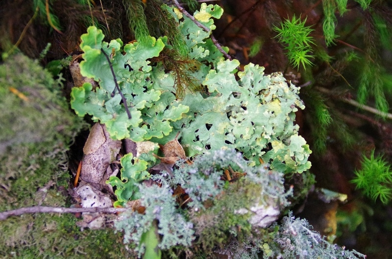 Lichen de Patagonie. Pousse au milieu de la mousse. Lichen de Patagonie. Pousse au milieu de la mousse.