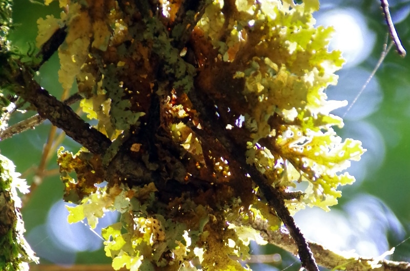 Lichen poussant sur une branche mais ne le parasitant pas. Lichen poussant sur une branche mais ne le parasitant pas.