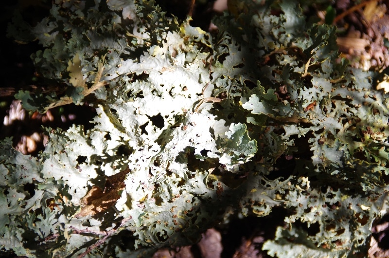Lichen au sol. Lichen au sol.