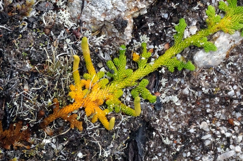 Lycopode, une plante proche des fougères. Elle se développe dans des substrat pauvres. Lycopode, une plante proche des fougères. Elle se développe dans des substrat pauvres.