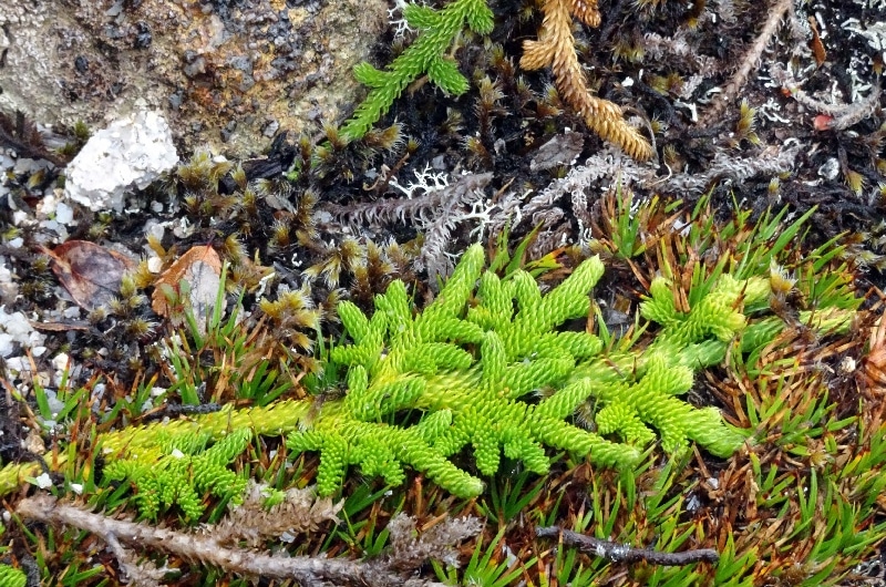 Lycopode, une plante proche des fougères. Lycopode, une plante proche des fougères.