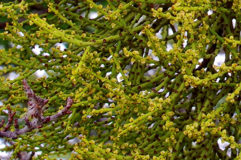 Gui poussant sur un Nothofagus antarctica. (Misodendrum punctulatum) Gui poussant sur un Nothofagus antarctica. (Misodendrum punctulatum)