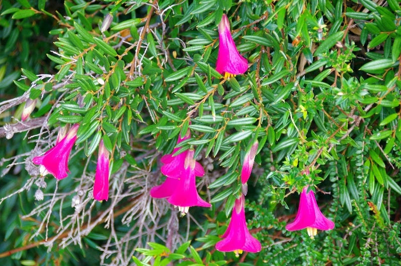 Le « coicopihue », Philesia magellanica. Le « coicopihue », Philesia magellanica.