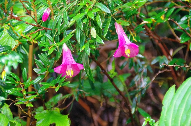Le « coicopihue », Philesia magellanica, est l’unique espèce de ce genre et elle se trouve dans les forêts du sud du Chili. Le « coicopihue », Philesia magellanica, est l’unique espèce de ce genre et elle se trouve dans les forêts du sud du Chili.