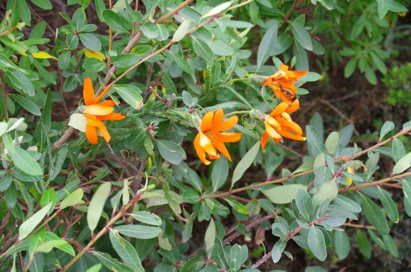 Wedelia hispida. Wedelia hispida.