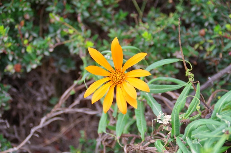 Wedelia hispida, de la même famille que les marguerites ... en orange. Wedelia hispida, de la même famille que les marguerites ... en orange.