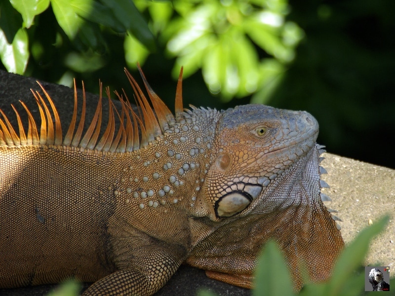 Paré de superbes couleurs, ils sont inoffensifs. Costa Rica, Iguane arboricole.