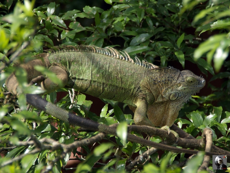 Nous les observons de près dans une plantation. Costa Rica, Iguane arboricole.