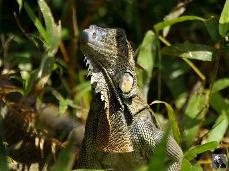 Pas du tout craintifs, ils attendent leur pitance. Costa Rica, Iguane arboricole.