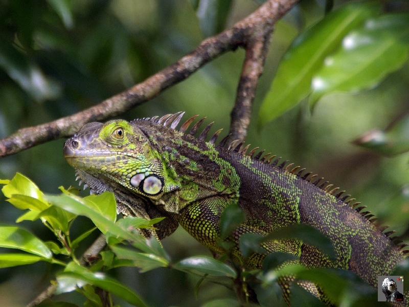 Ils déambulent dans les arbres, ils sont végétariens. Costa Rica, Iguane arboricole.
