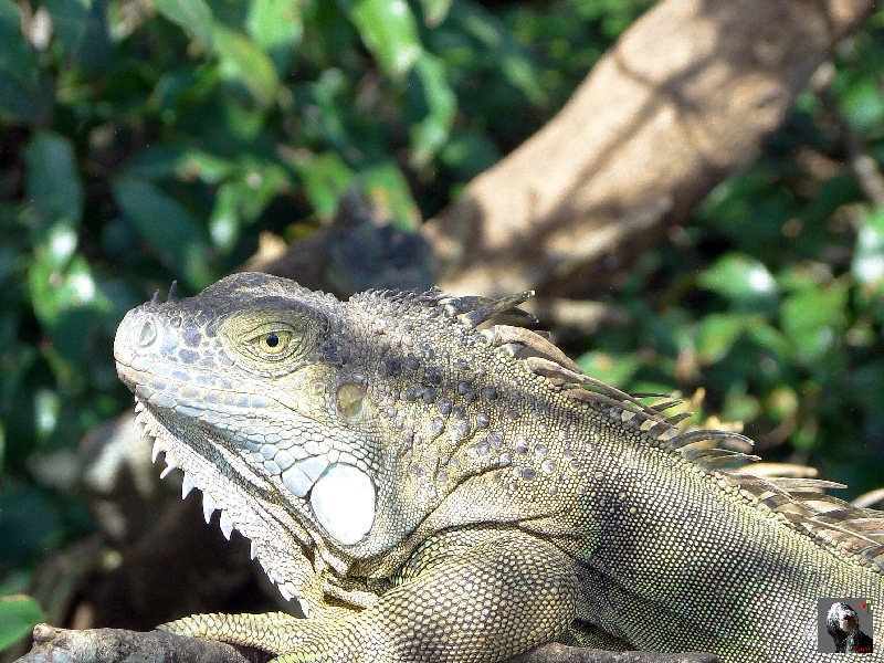 Après s'être restaurés, ils prennent le soleil pour se réchauffer. Costa Rica, Iguane arboricole.