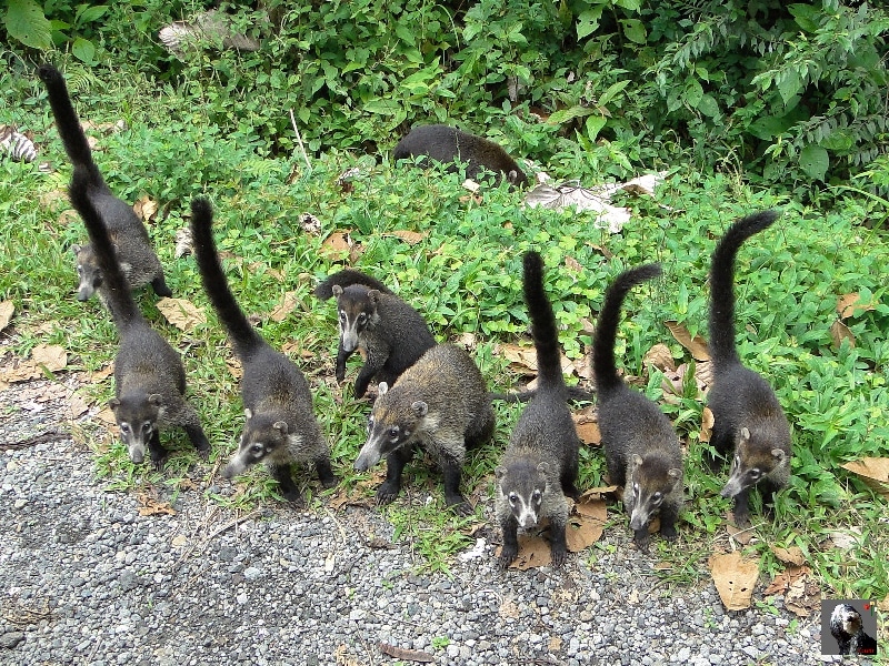 Petit groupe de coati. Groupe de Coati.