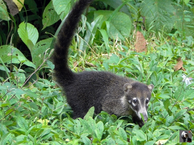 Un jeune coati un peu à l'écart du groupe. Coati.