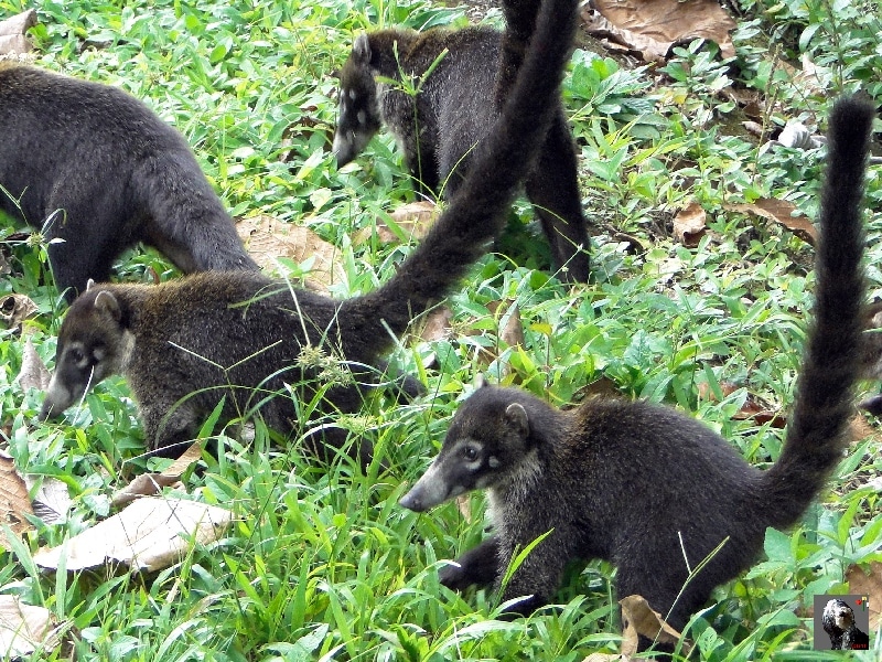 Les coatis se déplacent en groupe pour rechercher leur nourriture. Groupe de Coati.