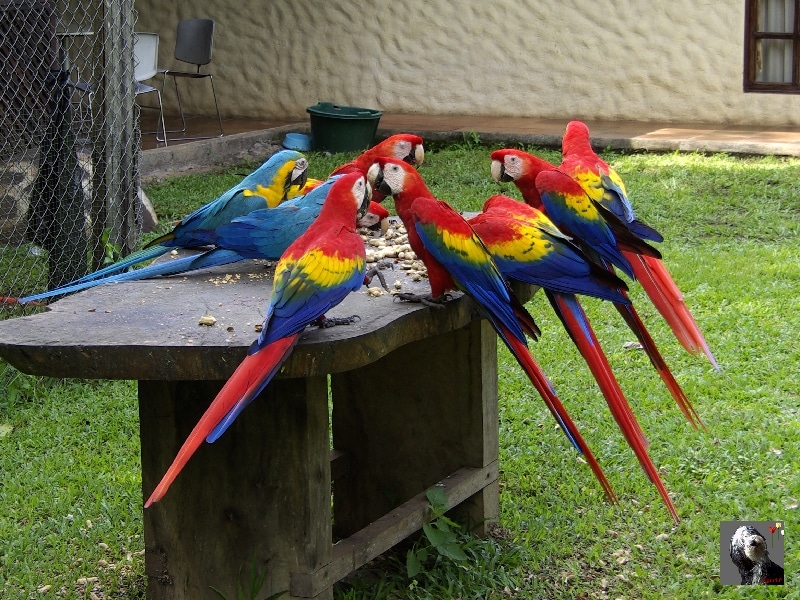 De superbes aras aux couleurs éclatantes. Costa Rica.