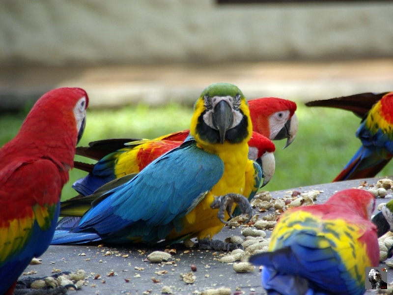 De superbes aras aux couleurs éclatantes. Costa Rica.